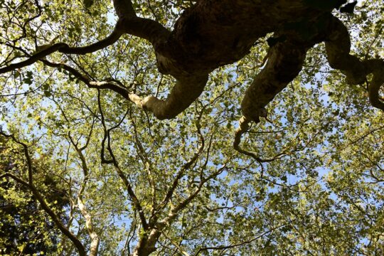 Pigossiere Nantes 44 Pigossiere Nantes 44