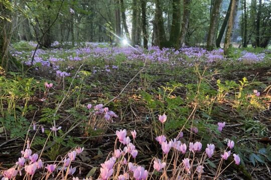 Pigossiere Nantes 44 Pigossiere Nantes 44