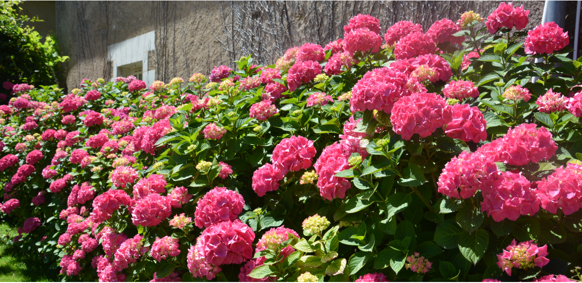 2025 Hortensia Pigossière