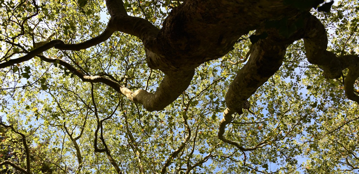 2025 Platane Pigossière