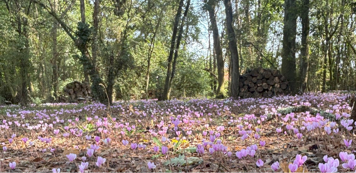 2025 bois pigossiere